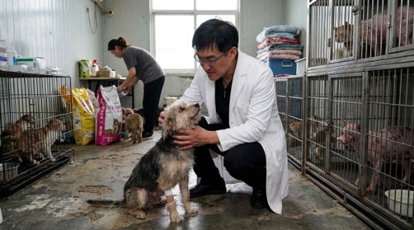 動物醫療平權：守護毛孩生命3大重點，吳紹琥醫師觀點 - 圖片 3